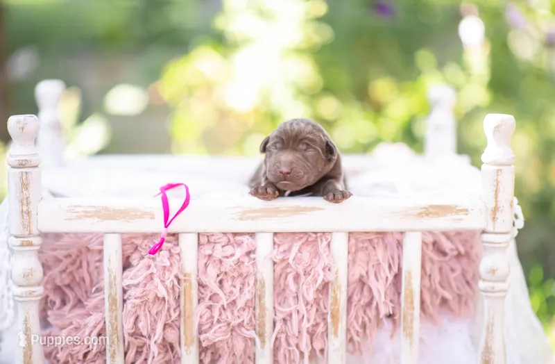 Akc pink  – Labrador Retriever puppy for sale in Knox City, MO