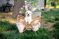 MAX AKC, a male Labrador Retriever for sale in Knox City, MO – 2 of 4