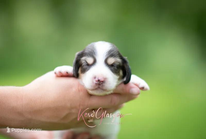 AKC Teddy PRA clear. Dapple carrier – Miniature Dachshund puppy for sale in Knox City, MO
