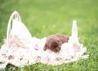 AKC maroon , a female Labrador Retriever for sale in Knox City, MO – 2 of 6