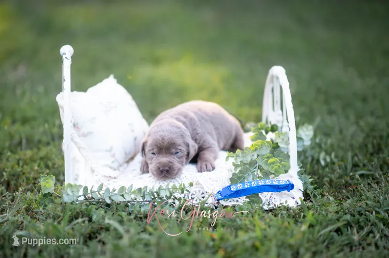 AKC blue – Labrador Retriever puppy for sale in Knox City, MO