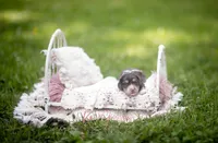 AKC Theo PRA Clear, a male Miniature Dachshund for sale in Knox City, MO – 1 of 7