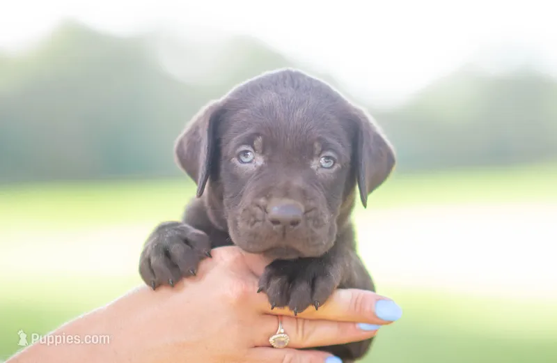 Akc Blue – Labrador Retriever puppy for sale in Knox City, MO