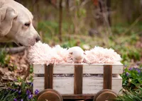 AKC-1ST PICK MALE, a male Labrador Retriever for sale in Knox City, MO – Photo 9 of 10