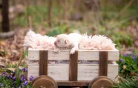 AKC-1ST PICK MALE, a male Labrador Retriever for sale in Knox City, MO – Photo 3 of 10