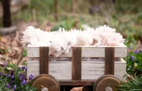 AKC-1ST PICK MALE, a male Labrador Retriever for sale in Knox City, MO – Photo 4 of 10