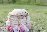 AKC-2ND PICK MALE, a male Labrador Retriever for sale in Knox City, MO – 2 of 7