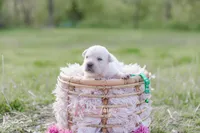 AKC-2ND PICK MALE, a male Labrador Retriever for sale in Knox City, MO – 4 of 7