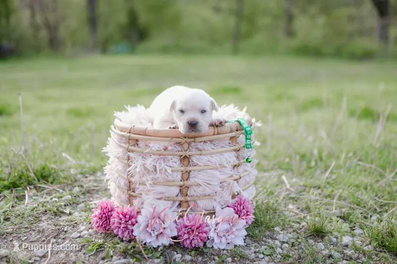 AKC-2ND PICK MALE – Labrador Retriever puppy for sale in Knox City, MO