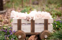 AKC-1ST PICK MALE, a male Labrador Retriever for sale in Knox City, MO – Photo 7 of 10