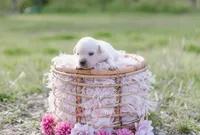 AKC-2ND PICK MALE, a male Labrador Retriever for sale in Knox City, MO – 3 of 7