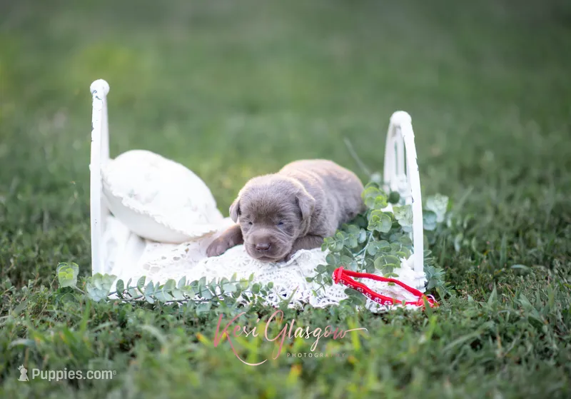 AKC Red – Labrador Retriever puppy for sale in Knox City, MO