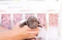 AKC white, a male Labrador Retriever for sale in Knox City, MO – 1 of 4