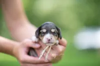 AKC Theo PRA Clear, a male Miniature Dachshund for sale in Knox City, MO – 2 of 7