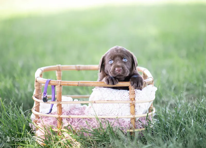 AKC PURPLE 2 – Labrador Retriever puppy for sale in Knox City, MO