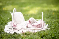 AKC Snowy PRA clear. Nondapple, a male Miniature Dachshund for sale in Knox City, MO – 4 of 7