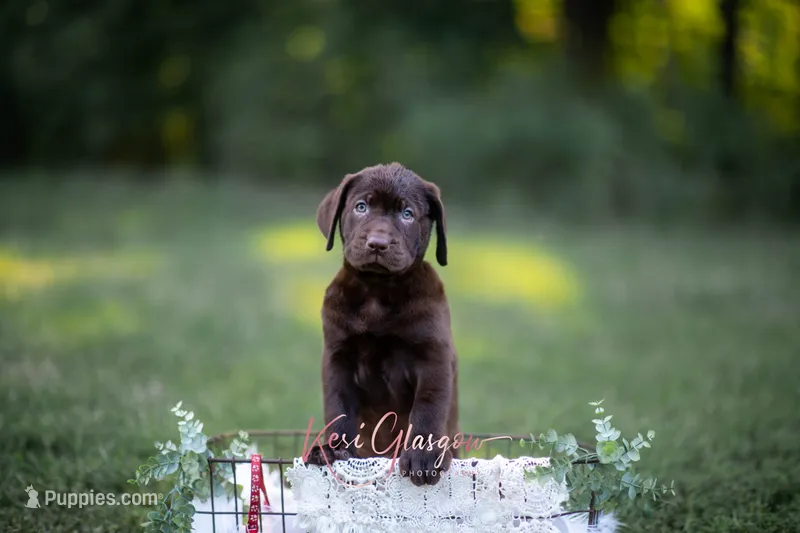 Ready AKC – Labrador Retriever puppy for sale in Knox City, MO