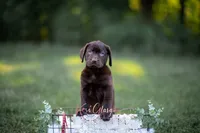 Ready AKC, a female Labrador Retriever for sale in Knox City, MO – 1 of 1