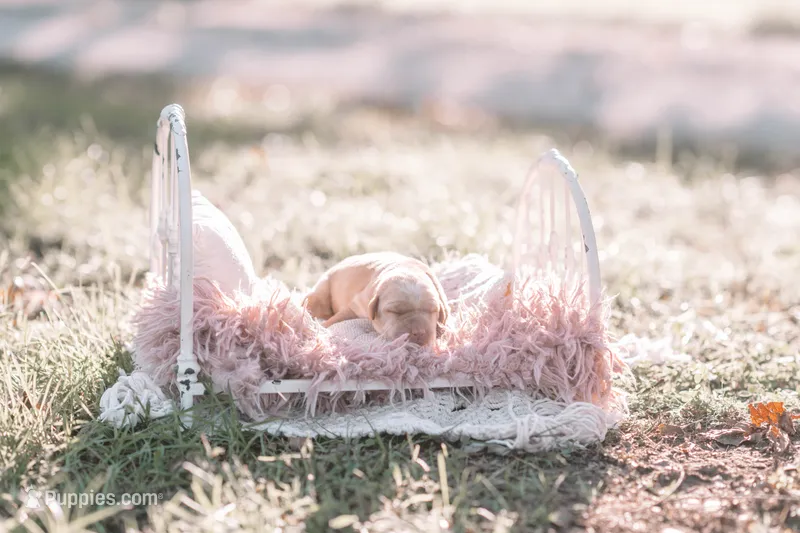 AKC Yellow – Labrador Retriever puppy for sale in Knox City, MO
