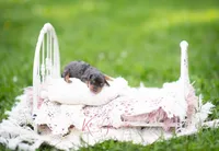 Jensen, a male Miniature Dachshund for sale in Knox City, MO – 3 of 4