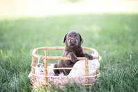 Akc blue 2, a female Labrador Retriever for sale in Knox City, MO – 2 of 2