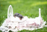 Jensen, a male Miniature Dachshund for sale in Knox City, MO – 4 of 4