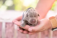 AKC gray, a male Labrador Retriever for sale in Knox City, MO – 3 of 4