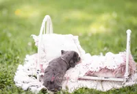 AKC Theo PRA Clear, a male Miniature Dachshund for sale in Knox City, MO – 4 of 7