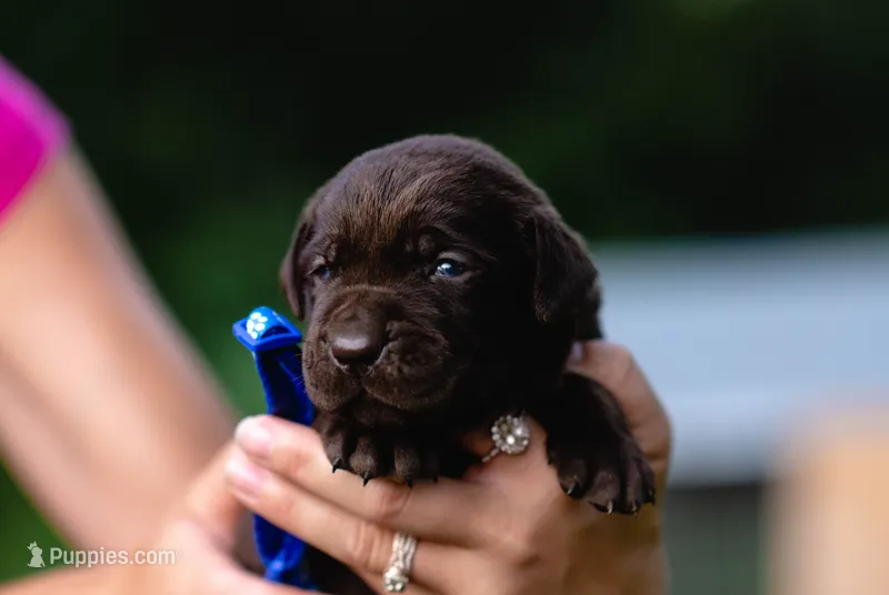 Akc Blue – Labrador Retriever puppy for sale in Knox City, MO