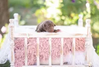 Akc teal, a male Labrador Retriever for sale in Knox City, MO – 4 of 4