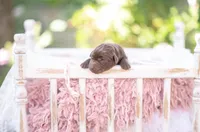 Akc light pink, a female Labrador Retriever for sale in Knox City, MO – 2 of 3