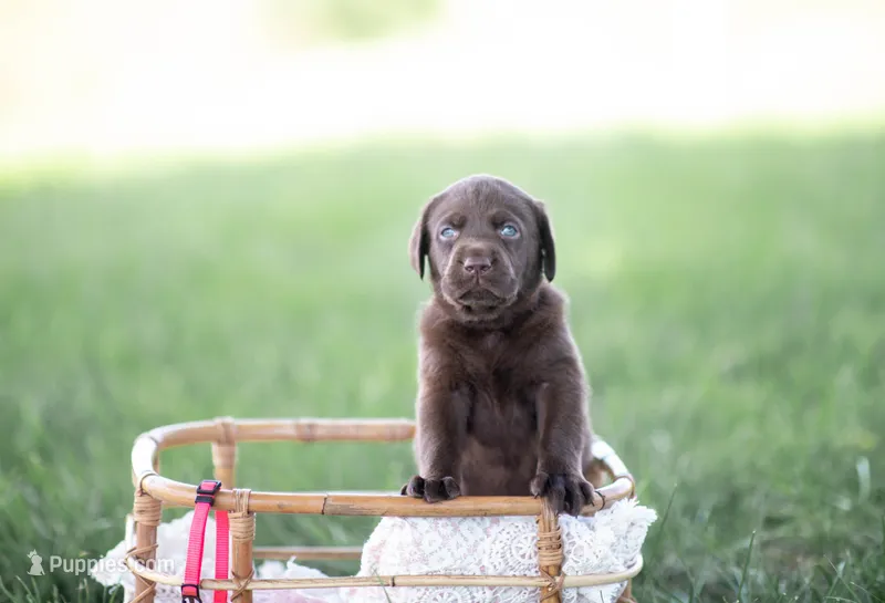 AKC PINK 2 – Labrador Retriever puppy for sale in Knox City, MO