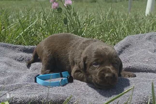 Teal AKC – Labrador Retriever puppy for sale in Knox City, MO