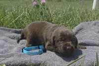 Teal AKC, a female Labrador Retriever for sale in Knox City, MO – 1 of 2