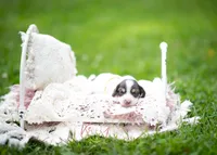 AKC Teddy PRA clear. Dapple carrier, a male Miniature Dachshund for sale in Knox City, MO – 2 of 7