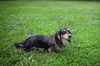 AKC Snowy PRA clear. Nondapple, a male Miniature Dachshund for sale in Knox City, MO – 7 of 7