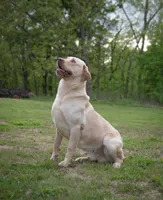 Lola, a female Labrador Retriever for sale in Knox City, MO – Photo 3 of 4