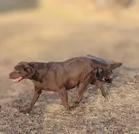 Lola, a female Labrador Retriever for sale in Knox City, MO – Photo 4 of 4