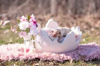 Lola, a female Labrador Retriever for sale in Knox City, MO – Photo 1 of 4