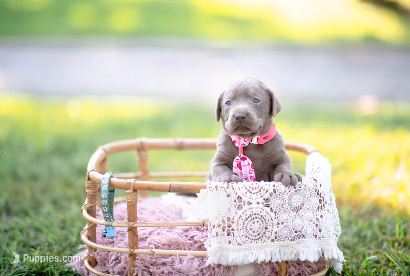 AKC Teal – Labrador Retriever puppy for sale in Knox City, MO