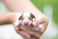 Teddy, a male Miniature Dachshund for sale in Knox City, MO – 1 of 4