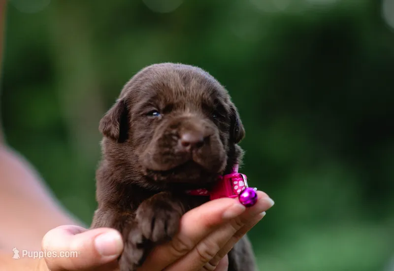 AKC Pink – Labrador Retriever puppy for sale in Knox City, MO
