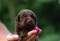 AKC Pink, a female Labrador Retriever for sale in Knox City, MO – 1 of 3