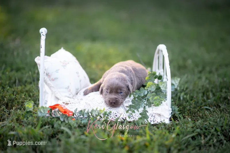 Akc Orange  – Labrador Retriever puppy for sale in Knox City, MO