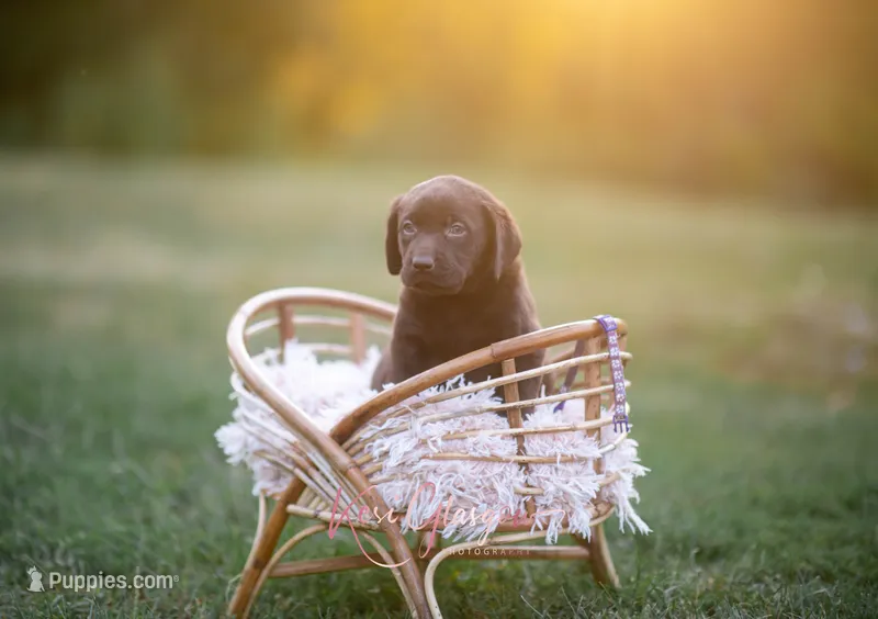 Akc purple  – Labrador Retriever puppy for sale in Knox City, MO