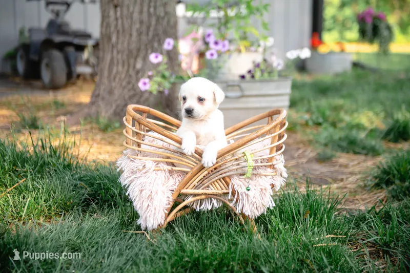 MAX AKC – Labrador Retriever puppy for sale in Knox City, MO