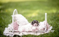 AKC Theo PRA Clear, a male Miniature Dachshund for sale in Knox City, MO – 3 of 7