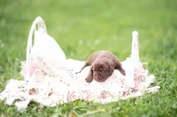 AKC Grey, a female Labrador Retriever for sale in Knox City, MO – 1 of 6
