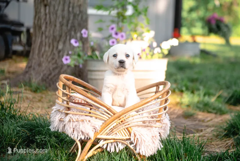 Theo AKC – Labrador Retriever puppy for sale in Knox City, MO