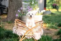 Theo AKC, a male Labrador Retriever for sale in Knox City, MO – 1 of 4